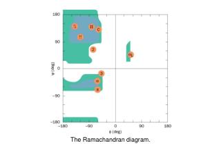 The Ramachandran diagram.