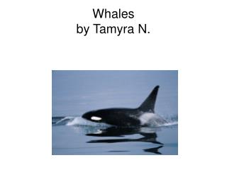 Whales by Tamyra N.