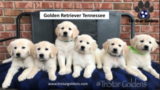 Tri-star Goldens - Golden Retriever Tennessee