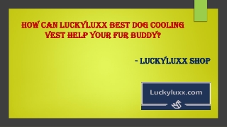 Cooling Vests for Dogs