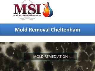 Mold Removal Cheltenham