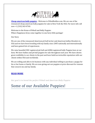 Cheap american bully puppies