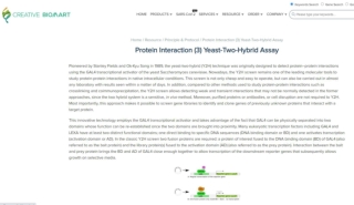 yeast two-hybrid