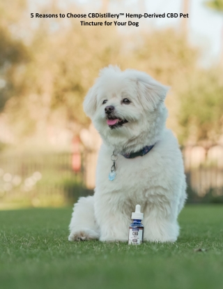 5 Reasons to Choose CBDistillery™ Hemp-Derived CBD Pet Tincture for Your Dog