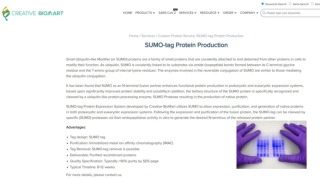 sumo-tag protein production