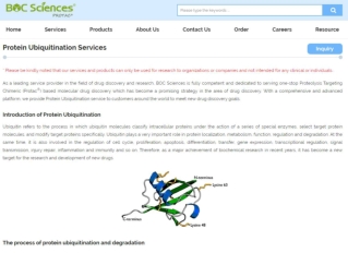 ubiquitination assay