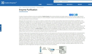 purified enzyme