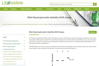 RNA Electrophoretic Mobility Shift