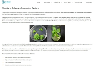 Nicotiana tabacum Expression System