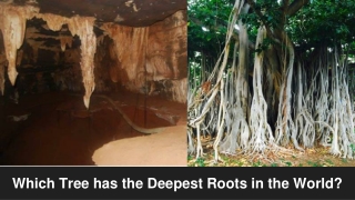 Which Tree has the Deepest Roots in the World