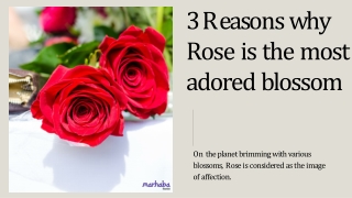 3 Reasons why Rose is the most adored blossom - Marhaba Florist