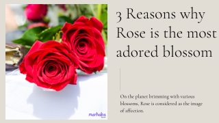 3 Reasons why Rose is the most adored blossom - Marhaba Florist
