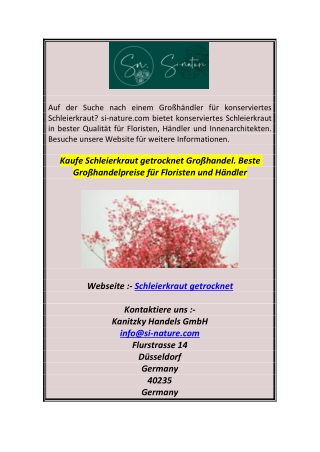 Kaufe Schleierkraut getrocknet Großhandel. Beste Großhandelpreise für Floristen und Händler