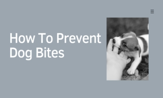 How To Prevent Dog Bites