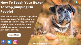 How To Teach Your Boxer To Stop Jumping On People