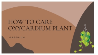 How to care oxycardium plant