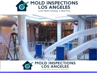 Best Mold Inspection Company La