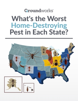 What's the Worst Home Destroying Pest in Each State