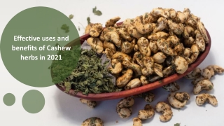 Effective uses and benefits of Cashew herbs in 2021