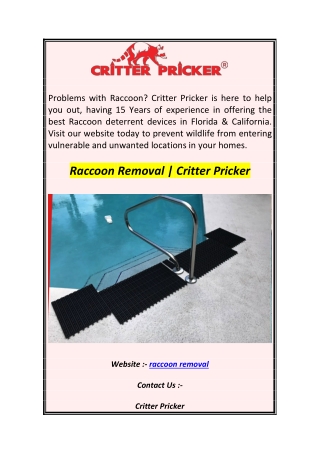 Raccoon Removal  Critter Pricker