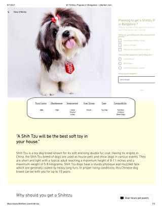 Shihtzu Puppies in Bangalore - Litterfam.com