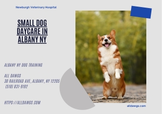 Small Dog Daycare in Albany NY