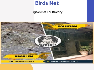 Are You Looking For Pigeon Control Services |Birds Net