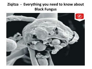 Ziqitza  -  Everything you need to know about Black Fungus