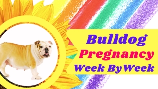 Bulldog Pregnancy  A Week By Week Pregnancy Calendar ! Dog Health Tips 2021 ! Pet Car