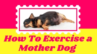 How to Exercise a Mother Dog  Tips for a Healthy Pregnancy - Pregnant Dog Care ! Dog Health 2021