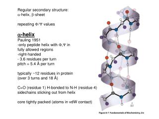 Regular secondary structure: a -helix, b -sheet repeating F/Y values a -helix Pauling 1951 -only peptide helix with
