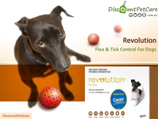 Buy Revolution For Dogs Online - DiscountPetCare