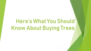 Here’s What You Should Know About Buying Trees