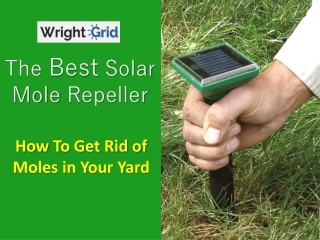 The Best Solar Mole Repeller: How To Get Rid of Moles in Your Yard
