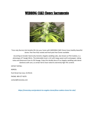WEDDING CAKE Clones Sacramento