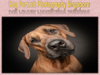 Dog Portrait Photography Singapore