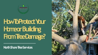 How To Protect Your Home or Building From Tree Damage
