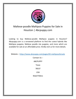 Maltese-poodle Maltipoo Puppies for Sale in Houston  Abcpuppy.com-converted (1)