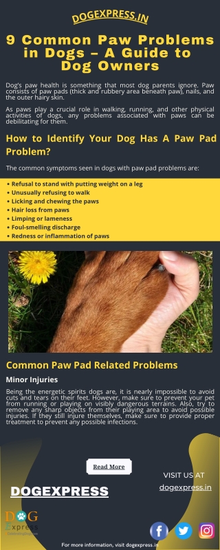 9 Common Paw Problems in Dogs – A Guide to Dog Owners