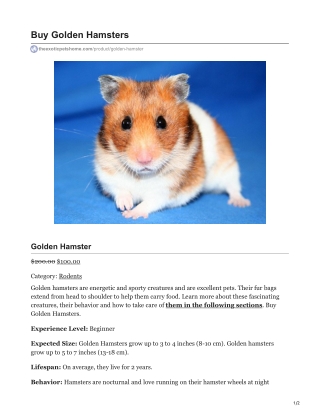 Golden Hamster