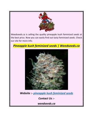 Pineapple kush feminized seeds  Weedseeds.ca