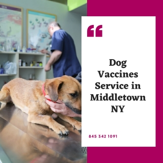 Dog Vaccines Service in Middletown NY