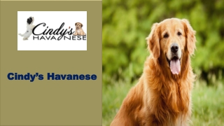 Best Companion Dogs | Cindy's Havanese
