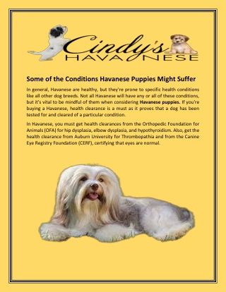 How Can I Get the Best Companion Dogs | Cindy's Havanese