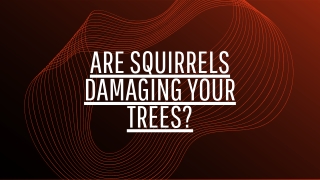 Are Squirrels damaging your trees ?