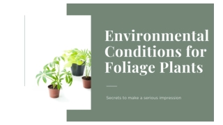 Environmental conditions for foliage plants