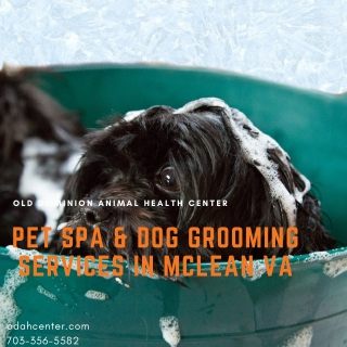 Pet Spa & Dog Grooming Services in McLean VA
