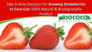 Take A Wise Decision For Growing Strawberries In Coco Coir 100% Natural & Biodegradable Product