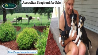 Australian Shepherd for Sale | risingsunfarm.com