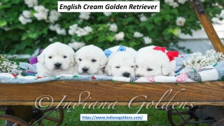 English Cream Golden Retriever | indianagoldens.com